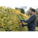 Купити Кущоріз акумуляторний DeWALT DCMHT562P1. Офіційний фірмовий магазин Dewalt Stanley Black+Decker Bostitch, фірмова гарантія